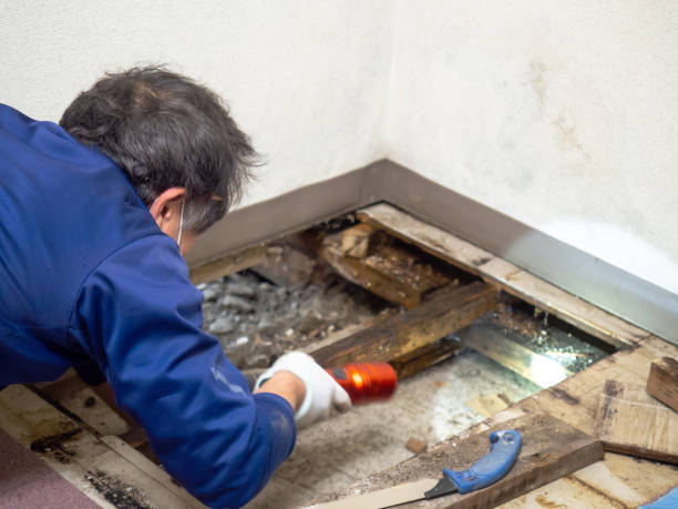 Best Mold Remediation for Specific Building Types in Marlinton, WV