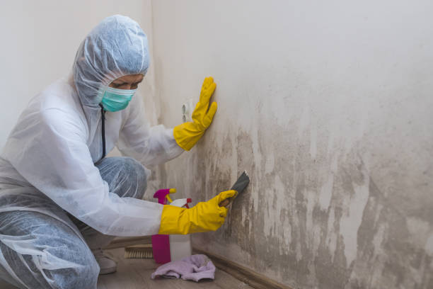 Best Mold Remediation for Specific Building Types in Marlinton, WV