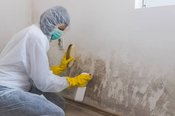 Best Basement Mold Remediation in Marlinton, WV
