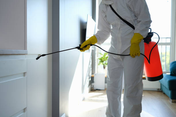Best Attic Mold Remediation in Marlinton, WV