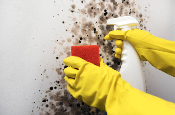 Best Localized Mold Remediation (e.g., coastal areas, humid climates) in Marlinton, WV