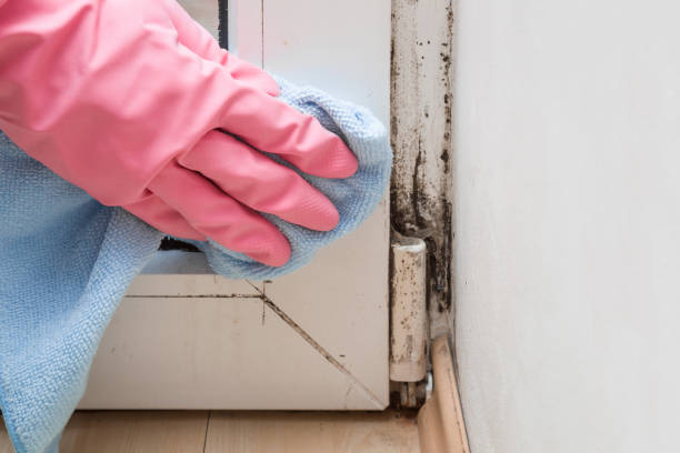 Best Mold Testing and Inspection Services in Marlinton, WV