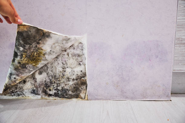 Best Attic Mold Remediation in Marlinton, WV